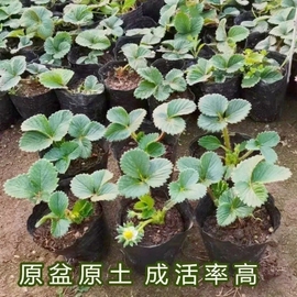 草莓苗四季草莓苗脱毒盆栽地栽阳台南北方果树苗当年结果草莓秧苗