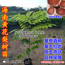 珍稀名贵木材树苗正宗海南黄花梨树苗 黄檀苗 庭院 盆栽 绿化植物