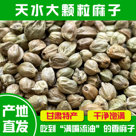 甘肃特产天水麻子500g克火麻子大粒新货人吃食用特大颗粒麻籽