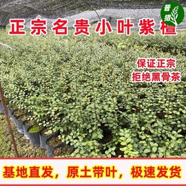 正宗小叶紫檀名贵苗木台湾小叶紫檀观赏植物盆栽地栽基地树苗