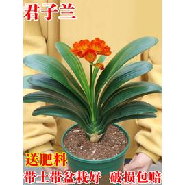 君子兰盆栽四季老苗花卉，植物室内庭院水培绿植，好养圆头和尚大小苗