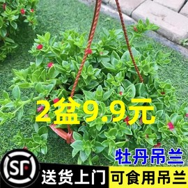 牡丹吊兰带花苞盆栽垂吊植物室内阳台四季开花净化空气吸甲醛绿植