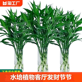 富贵竹水培植物客厅招发财竹子节节高绿萝绿植盆栽花卉植物室内花