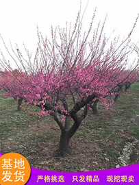 梅花树苗庭院盆栽室外耐寒冬梅红梅腊梅地栽开花盆景四季花卉植物