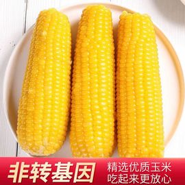 东北好戏农投康良东北黄糯玉米240-260g10棒箱