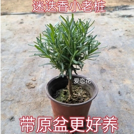 迷迭香老桩造型盆景可食用阳台绿植客厅室内驱蚊植物地栽花卉盆栽