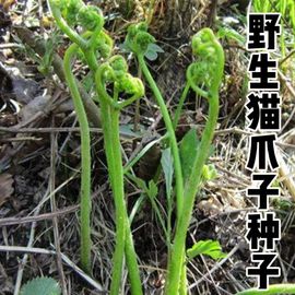 野生猫爪子种子东北山野菜唐松菜，种籽刺嫩芽，蕨菜猴腿蔬菜种子