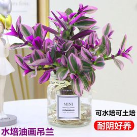 油画婚礼吊兰水培植物室内盆栽，办公室桌面绿植花卉紫露兰四季好养