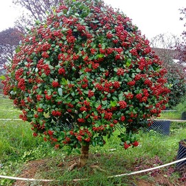 无刺枸骨树苗构骨球，鸿运果树苗，四季常青北方庭院花卉耐寒绿化苗木