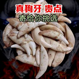 真黑狗牙项链情侣狼牙吊坠儿童，藏獒牙饰品手链，男女士骨质牙齿配件