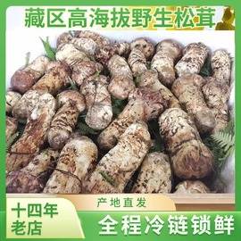 新鲜松茸云南特产野生松茸香格里拉冰鲜松茸野生菌