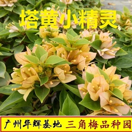 勤花塔黄橙紫小精灵三角梅盆栽带花梅花盆景爬藤植物冬季四季开花