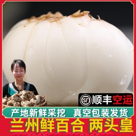 兰州百合新鲜食用甜十年生特产级两头皇1000g甘肃西果园产地直发