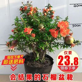 石榴花盆栽观赏果树苗室内盆景四季开花植物室外庭院阳台绿植花卉