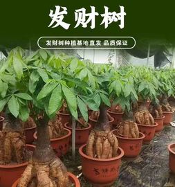 提根发财树大棵客厅怪头发财树，盆栽室内大型绿p植旺宅招财乔迁送