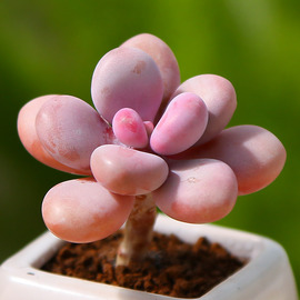 桃蛋多肉植物组合花卉，盆栽室内迷你绿植肉肉植物，不含花盆云南直发