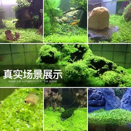 四季速成水草种子水族鱼缸造景活体淡水，植物对叶牛毛(叶，牛毛)草水草增氧