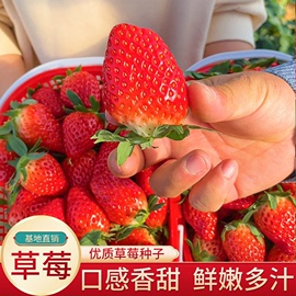 草莓种子四季结果室内外易活蔬菜水果盆栽植物花种子籽子