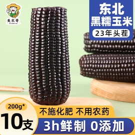 23年东北黑糯玉米真空包装袋非即食低脂粗粮代餐黑玉米新鲜农哥