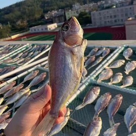 广东阳江微咸鱼干干货一夜埕鱼鲤鱼金线鱼红杉鱼风干深海鱼干