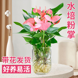 粉掌盆栽水培植物，室内好养绿植水养花卉四季常青红掌，鲜花一帆风顺