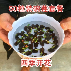 碗莲种子四季开花已开口水培植物睡莲荷花种子室内盆栽绿植花卉