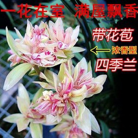 建兰花苗盆栽浓香型夏秋带花苞各种名贵四季系列极品富山奇蝶