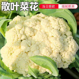 密云农家 当日现砍 青梗散菜花 农家肥 白菜花 500g 新鲜蔬菜