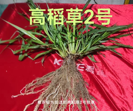 高稻草2号牧草，高粱与水稻杂交的新一代牧草品种100芽起购