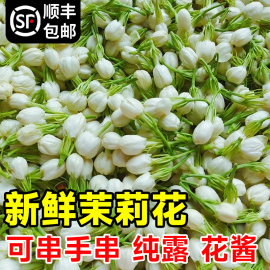 茉莉花鲜花现摘花朵苞可食用纯露酵素窨茶原料特色横县新鲜茉莉花