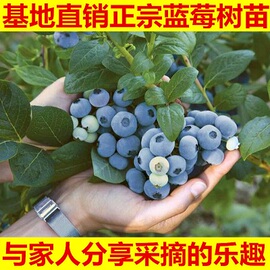 蓝莓苗南北方种植盆栽庭院果树苗 辽宁耐寒蓝莓树苗带土