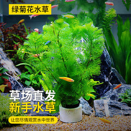 鱼缸造景水草绿菊花水族箱草缸装饰植物活体真水草藻类懒人新手