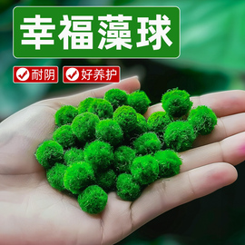 鱼缸海藻球真水草微景观生态瓶绿藻球造景装饰水生水培植物水藻球