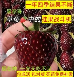 奶油草莓苗盆栽种籽子带盆带土红颜四季结果可食用阳台种植新秧苗