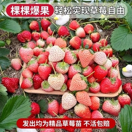 奶油草莓苗盆栽带盆裸根带土红颜天使四季结果可食用阳台种植秧苗