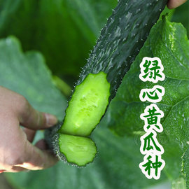 高产老品种绿心黄瓜种子，种籽苗水果秋蔬菜老旱孑子菜种籽种大全