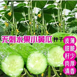 无刺水果黄瓜种子改良四季播甜脆青瓜家庭阳台庭院种植脆甜蔬菜