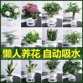 花卉盆栽绿萝植物文竹，发财树苗水培好养懒人，室内四季带花盆景客厅