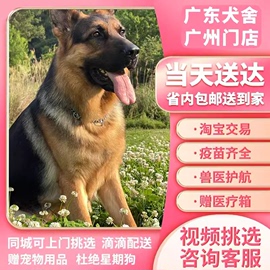 广东犬舍纯种德牧犬幼犬活体德国牧羊犬警犬大型黑背军犬小狼