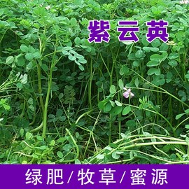 果园绿肥种籽紫云英种子草籽蜜源植物翘摇四季牧草草种养蜂红花草