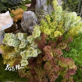 仿真苔藓青苔植物墙素材插花造景假草坪草丛生态背景橱窗白发藓