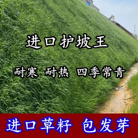 护坡固土草种护坡王草籽绿化草坪四季青耐旱抗热植物高速护坡草种