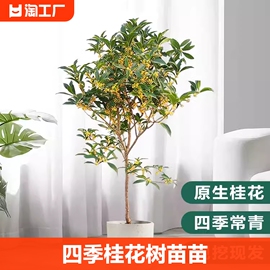 四季桂花树苗金桂丹桂，别墅地栽浓香型植物耐寒四季桂，绿化阳台客厅