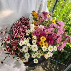 10株“小雏菊”千头菊夏菊切花雏菊菊花苗庭院阳台篱笆盆栽