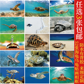 海龟乌龟贴画海洋动物装饰画办公挂画海报客厅背景墙画相框