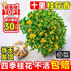 桂花树苗盆栽室内花卉植物，金桂丹桂庭院，大树浓香型绿植开花四季桂