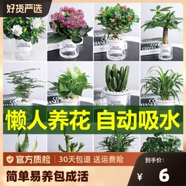 花卉盆栽绿萝植物文竹发财树苗水培好养懒人室内四季带花盆景客厅