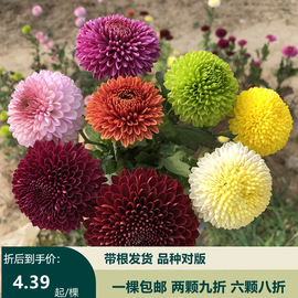 进口阳台盆栽乒乓菊花苗鲜花，带花球形菊花四季开花植物美人菊