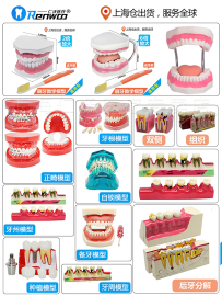 牙齿模型口腔教学 儿童刷牙教具正畸修复种植牙医患沟通 牙科模型