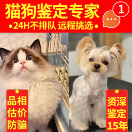 宠物鉴定师咨询狗狗猫咪 品种品相鉴定估价柴犬约克夏缅因布偶猫